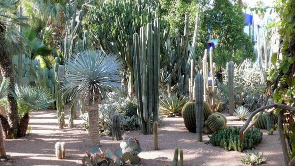 » Jardin des cactus « , nouvelle extension du parc à crocodiles d’Agadir Cactus