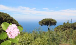 Donabo Gardens