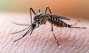 Bienvenue à Tang'Zzz