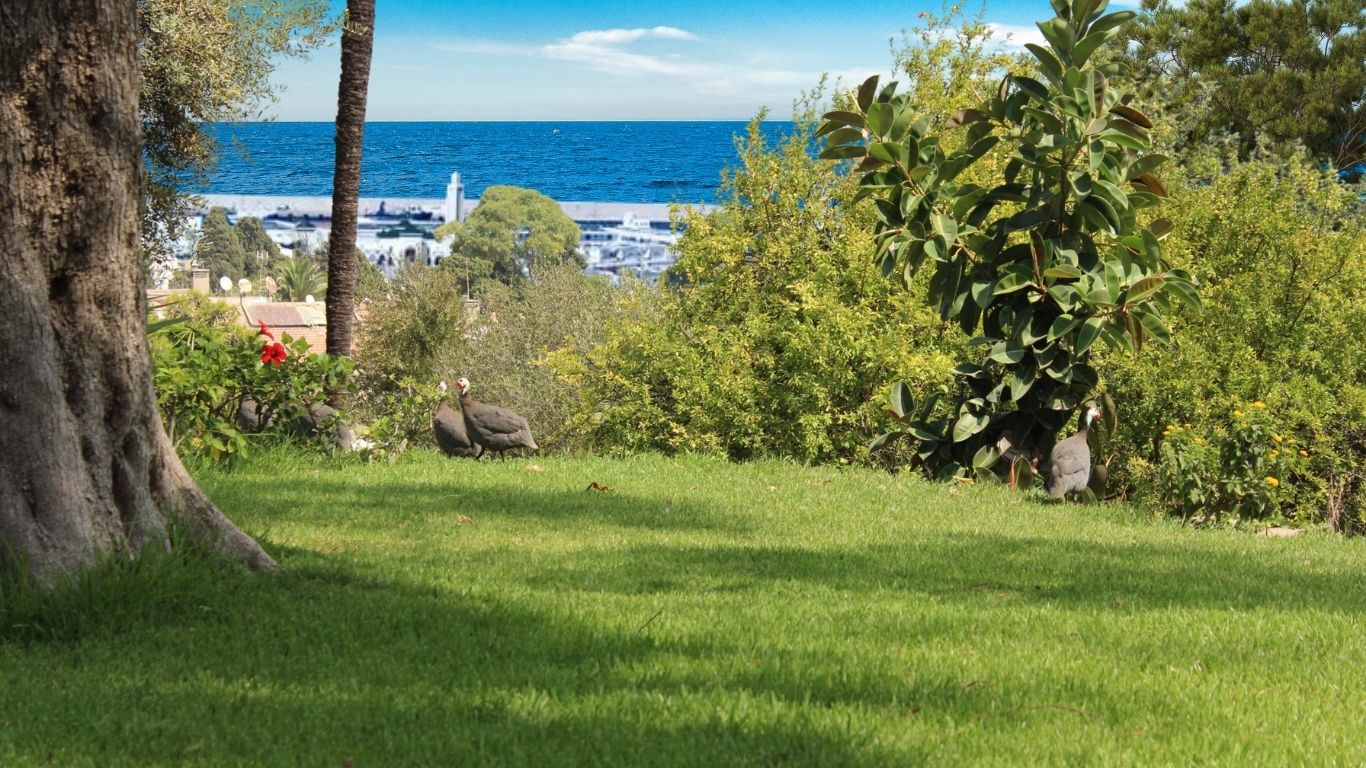 Le jardin Majorelle de l'hôtel El Minzah Tanger avec vue sur mer et port