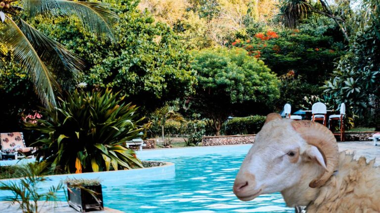 Saveurs et séjours pour une fête unique offerts par les hôtels pour Aïd Al Adha à Tanger